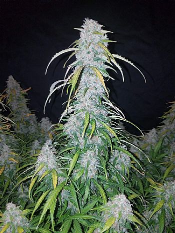 FastBuds - Six Shooter Auto