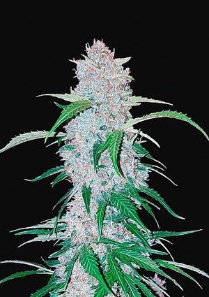 FastBuds - Six Shooter Auto