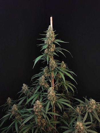 FastBuds - Cheese Auto