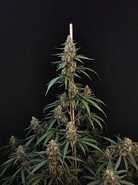 FastBuds - Cheese Auto