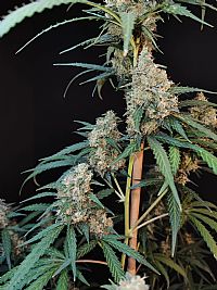 FastBuds - Cheese Auto