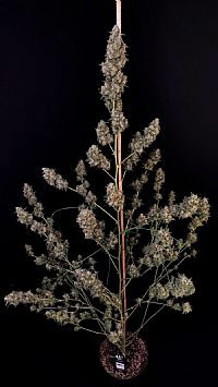 FastBuds - Cheese Auto