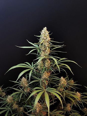 FastBuds - Jack Herer Auto