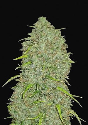 FastBuds - Jack Herer Auto