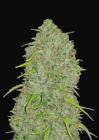 FastBuds - Jack Herer Auto