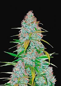 FastBuds - Californian Snow Auto