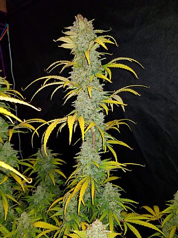 FastBuds - Blue Dream Auto