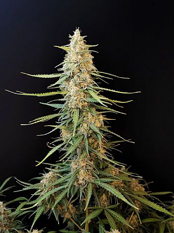 FastBuds - Sour Diesel Auto
