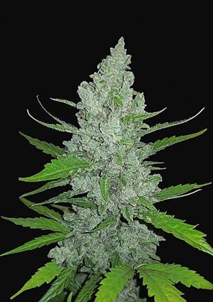 FastBuds - Sour Diesel Auto