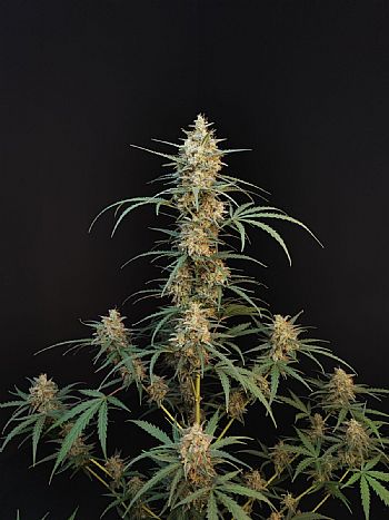 FastBuds - Chemdawg Auto