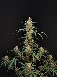 FastBuds - Chemdawg Auto