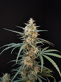 FastBuds - Chemdawg Auto