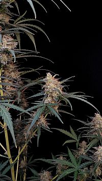 FastBuds - Chemdawg Auto