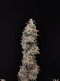 FastBuds - Chemdawg Auto