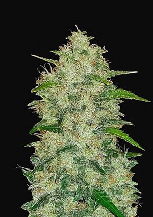 FastBuds - Chemdawg Auto