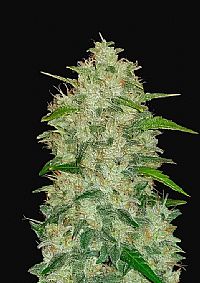 FastBuds - Chemdawg Auto