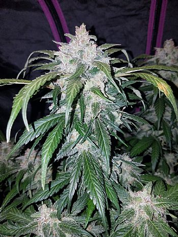 FastBuds - Tangie Auto