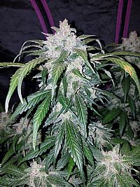 FastBuds - Tangie Auto