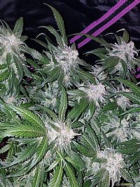 FastBuds - Tangie Auto