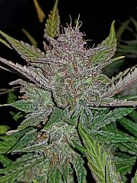 FastBuds - Tangie Auto