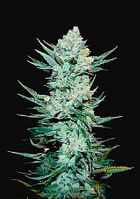 FastBuds - Tangie Auto