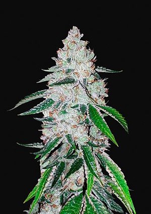 FastBuds - West Coast O.G. Auto