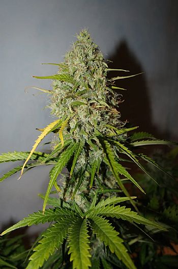 FastBuds - Grapefruit Auto