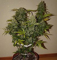 FastBuds - Grapefruit Auto