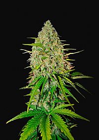 FastBuds - Grapefruit Auto