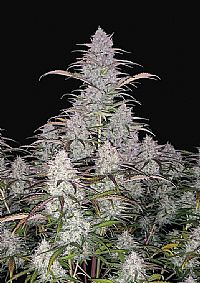 FastBuds - Green Crack Auto