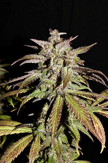 FastBuds - Smoothie Auto