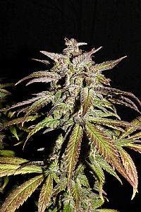 FastBuds - Smoothie Auto