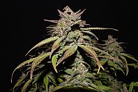 FastBuds - Smoothie Auto