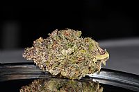 FastBuds - Smoothie Auto