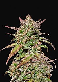 FastBuds - Smoothie Auto