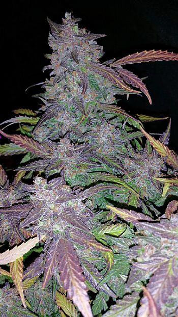 FastBuds - Fastberry Auto