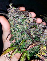 FastBuds - Fastberry Auto