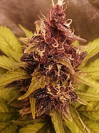 FastBuds - Fastberry Auto