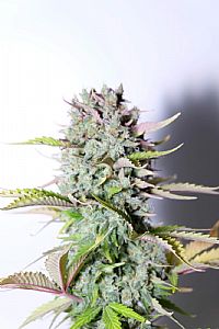 FastBuds - G14 Auto