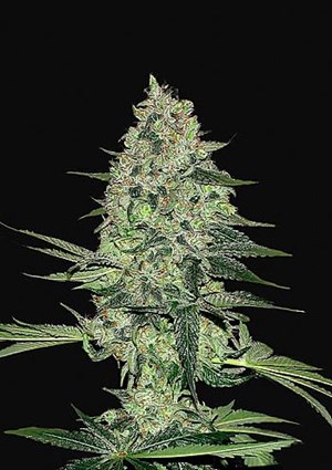 FastBuds - Rhino Ryder Auto