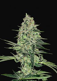 FastBuds - Rhino Ryder Auto