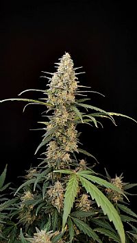 FastBuds - Critical Auto