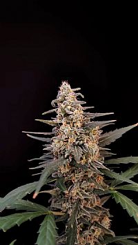 FastBuds - Critical Auto