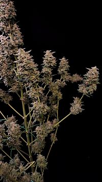 FastBuds - Critical Auto