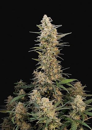 FastBuds - Critical Auto