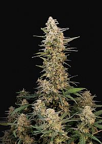 FastBuds - Critical Auto