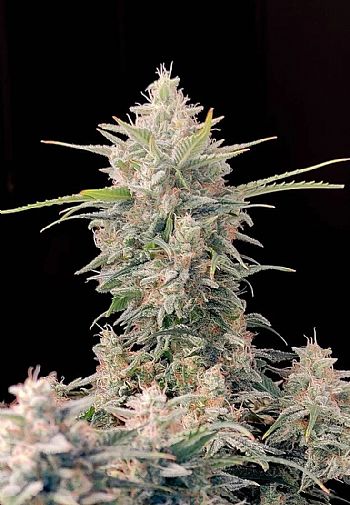 FastBuds - Skunk Auto