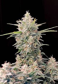 FastBuds - Skunk Auto