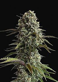 FastBuds - Skunk Auto