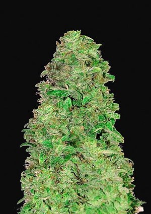 FastBuds - CBD Auto 20:1